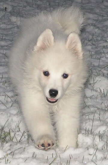Stormy at 13 weeks old