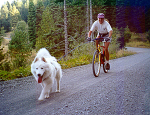 Training 5 month old Lightning to pull using a bicycle