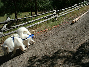 Hauling the log into position for the gate