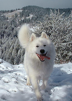 Lightning's first snow