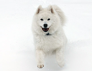 Dixie gleefully bounding through the snow