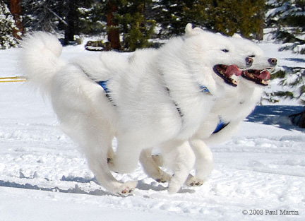 Lightning and Nimbus run lead on our team. © 2008 Paul Martin