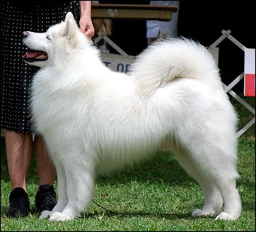 Lightning in the veteran class at a dog show 