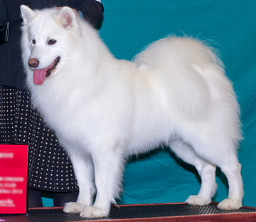 Our handsome Riegel at a dog show