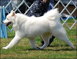 Stormy at one of her first dog shows
