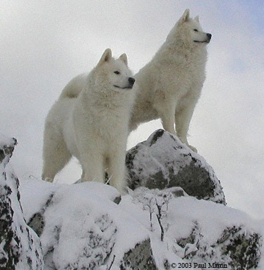 Lightning and Nimbus survey their domain. © 2003 Paul Martin